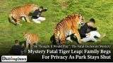 Yorkshire Tiger Tragedy: Why Man Leapt Into Pen As Family Begs Anonymity
